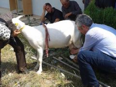 Urlalı çiftçilere sakız koyunu yetiştiriciliği anlatıldı.