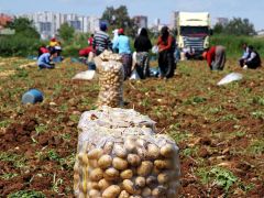 Patates fiyatı düştü, üreticiyi ithalat korkusu sardı.