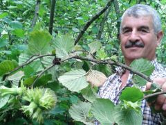 Fındık bahçeleri üreticinin yüzünü güldürüyor