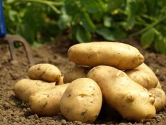 Çiftçiye 100 ton patates desteği.