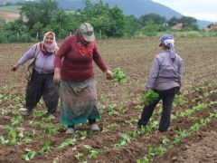 Bafralı tütün üreticileri, emeklerinin karşılığını almak istiyor.