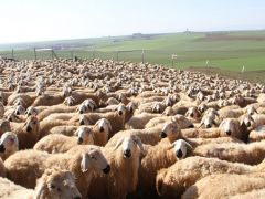 Büyükşehir Yasası’nda kırsal yaşam unutuldu, hayvancılık tehdit altında.