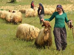 Sertifikalı kadın çobanlar