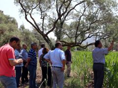 Milas’ta çiftçiler zeytin hastalıkları konusunda uyarıldı.