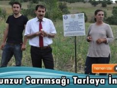 Munzur Sarımsağı Tarlaya İndi.