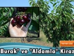 Burak” ve ”Aldamla” kirazı görücüye çıktı.