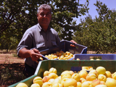 Malatya kayısısında hasat mevsimi.