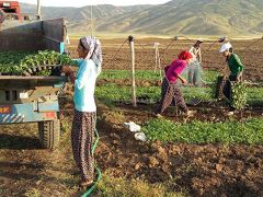 Susuzluk nedeniyle karpuzları Muş’ta yetiştiriyorlar.