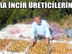 Sıra İncir Üreticilerinde