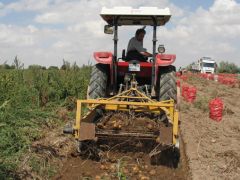 Nevşehir’de yıllık 250 bin ton patates üretimi gerçekleşiyor