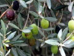 Zeytin üreticisine ‘halkalı leke’ uyarısı