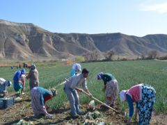 Mevsimlik tarım işçileri ücretleri yüzde 13 arttı