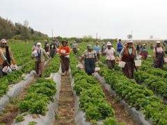 Tarım Aralık ayında 4,9 milyon kişiye istihdam sağladı