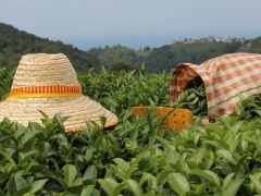 Yaş çay destekleme primi ödemeleri başladı