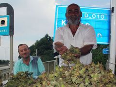 Fındık satışları Sahil Yoluna indi