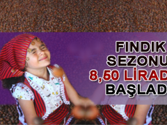 Fındık sezona 8.50 liradan başladı