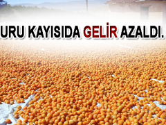 Kuru kayısıda gelir azaldı