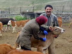 Veteriner hekimlerin ‘el emeği ücretinde’ şok iddia!