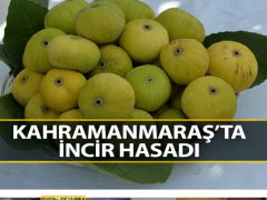 Sarılop incirin hasadı tamam