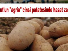 Şuhut’un “Agria” Cinsi Patatesinde Hasat Zamanı