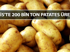 Bitlis’te 200 bin ton patates üretildi