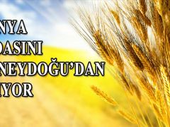 Dünya, gıdasını Güneydoğu’dan alıyor