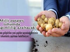 ‘Milli patates’ tohumda dışa bağımlılığı azaltacak