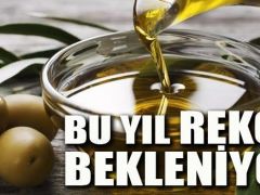 Zeytinyağı rekoltesinde rekor bekleniyor