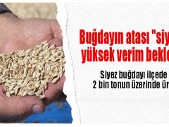 Buğdayın Atası “Siyez”De Yüksek Verim Beklentisi