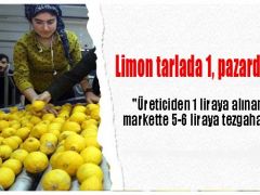 Limon tarlada 1, pazarda 5 lira