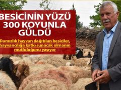 Besicinin yüzü 300 koyunla güldü