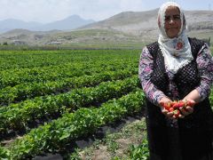 Patatesi bıraktı, çilek üretimiyle yüzü güldü