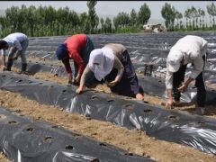 Muş’ta Devlet Desteğiyle 200 Çilek Bahçesi Kuruldu