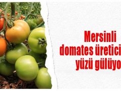 Mersinli domates üreticisinin yüzü gülüyor