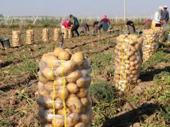 Tarım Kredi Kooperatiflerinden ‘patates’ açıklaması