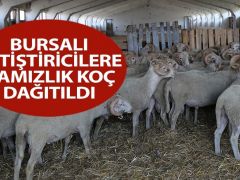 Bursalı yetiştiricilere damızlık koç dağıtıldı